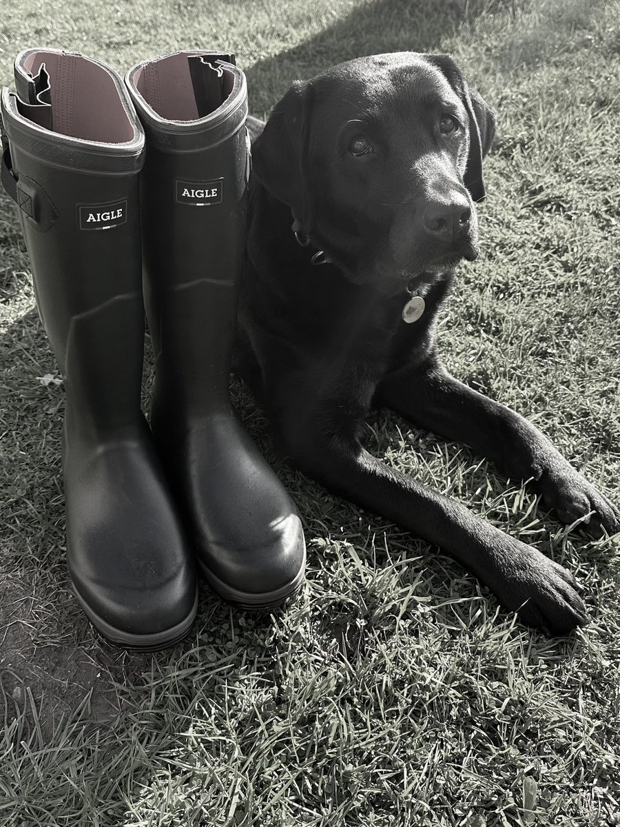 MLambswick's tweet photo. She has new wellies. I have a new career in advertising with @aiglefr 🤣🐾♥️ https://t.co/RXldKqorIw