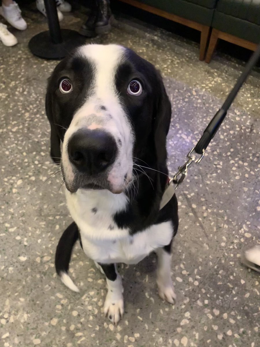 Dövme yaptırmaya geldim totisime bi ödül maması fotosu isterim…