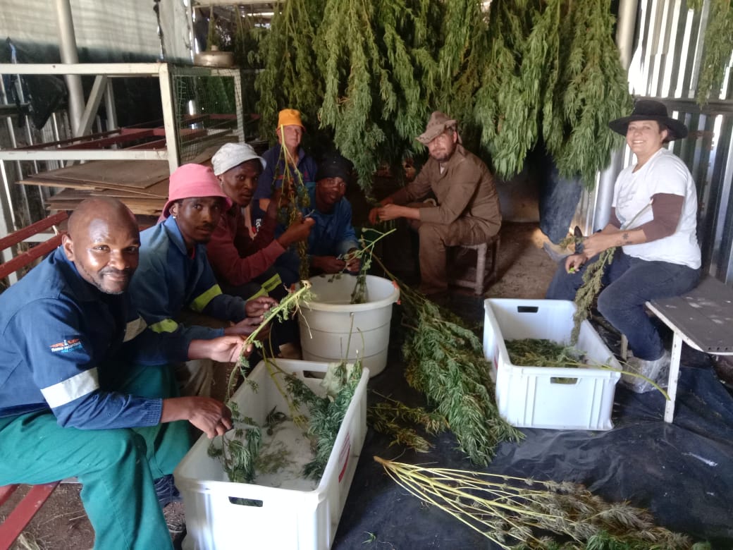 dylan_rosac's tweet photo. Harvest Season Greeting From The RSA-Cannabis Team Busy Trimming One of our First Community Harvest of 1500 Plants , Organic Soil and Sun Growen Cannabis (Strawberry Kush) 🌱💚🤘 #cannabis #cannafam #cannabinoids #rsacannabis #ROSAC #harvest , https://t.co/BXWf7FoYM6 https://t.co/iHlBfoi8sU