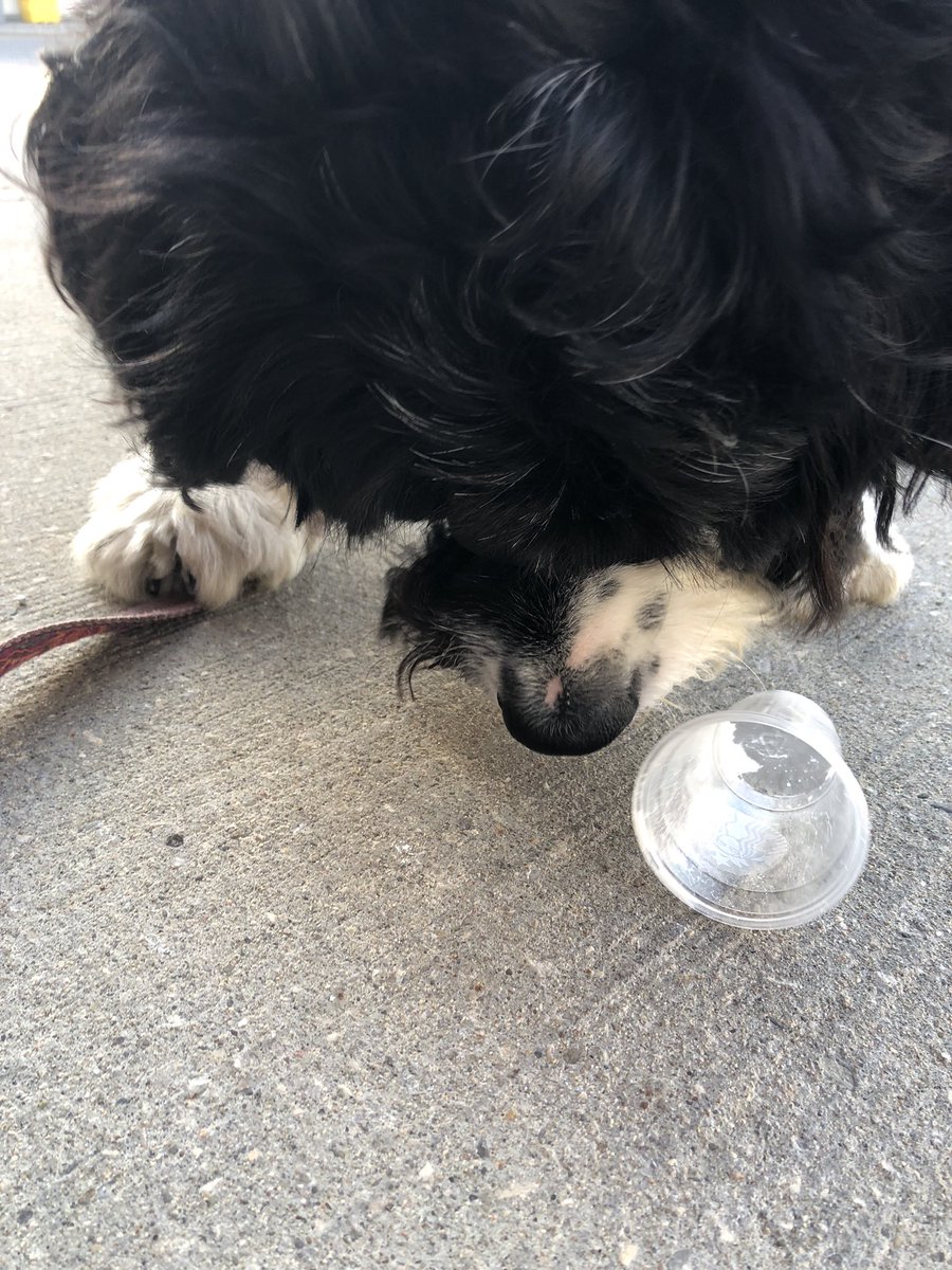 I finished my pup cup before mom could take a photo 🤣