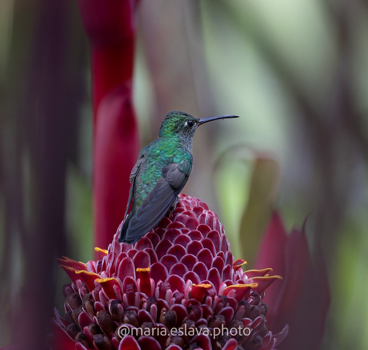 MariaEslava's tweet photo. Celebrando la vida!
#colombia #fortheloveofnature #avesmeta #gobirding #BirdsSeenIn2023 #BirdTwitter #BirdsOfTwitter #birdwatching #spamdepajaritosyvida #spamsabatino @herrinsa @patkensuno @ranamarilla https://t.co/yfRos9bL7r