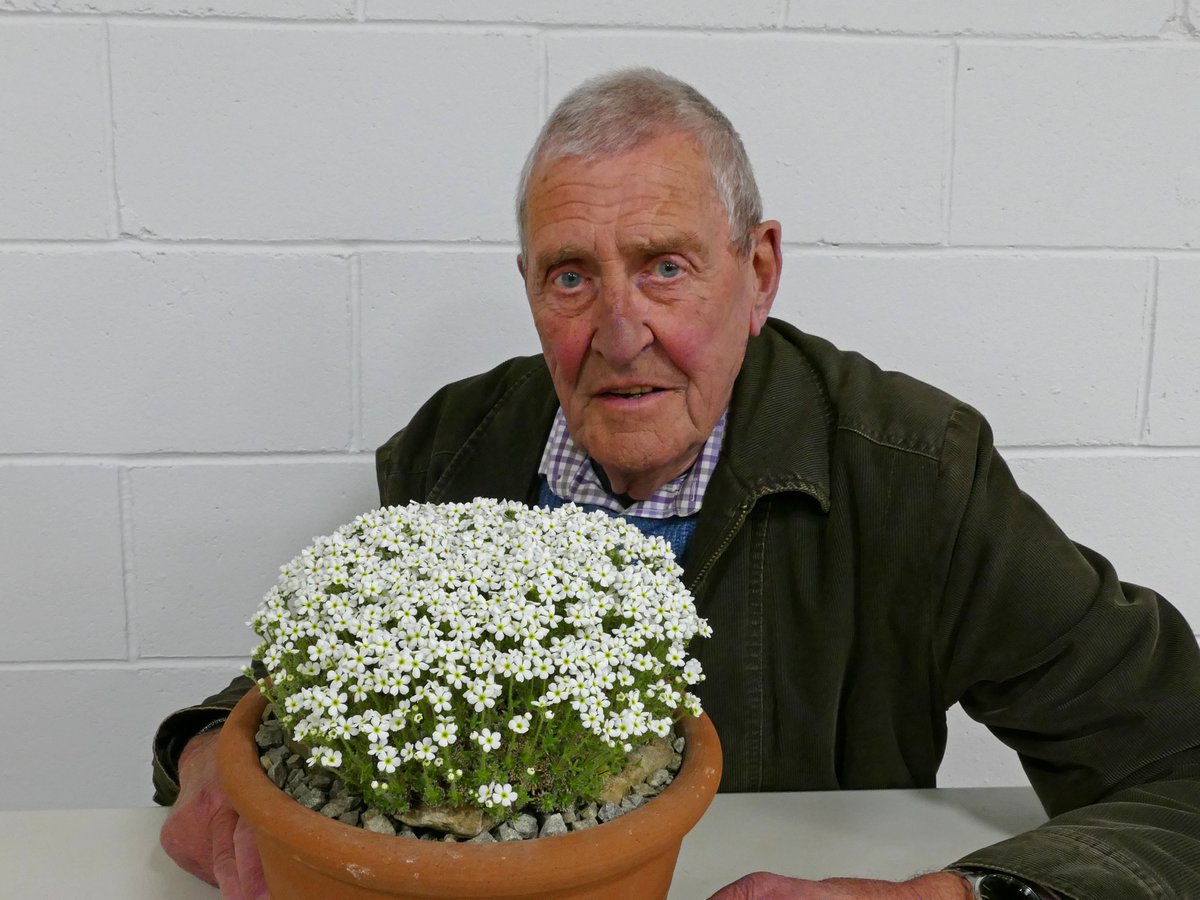 DonPeace's tweet photo. Geoff Rollinson wins the Farrer Medal (best in show)
@AlpineGardenSoc
'North Midland' show with Androsace villosa taurica https://t.co/mzY3OxoAIK