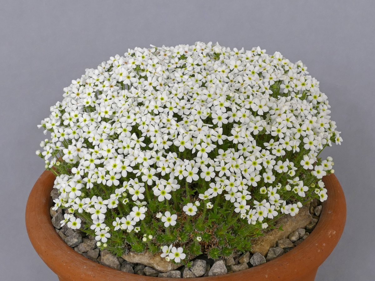 DonPeace's tweet photo. Geoff Rollinson wins the Farrer Medal (best in show)
@AlpineGardenSoc
'North Midland' show with Androsace villosa taurica https://t.co/mzY3OxoAIK