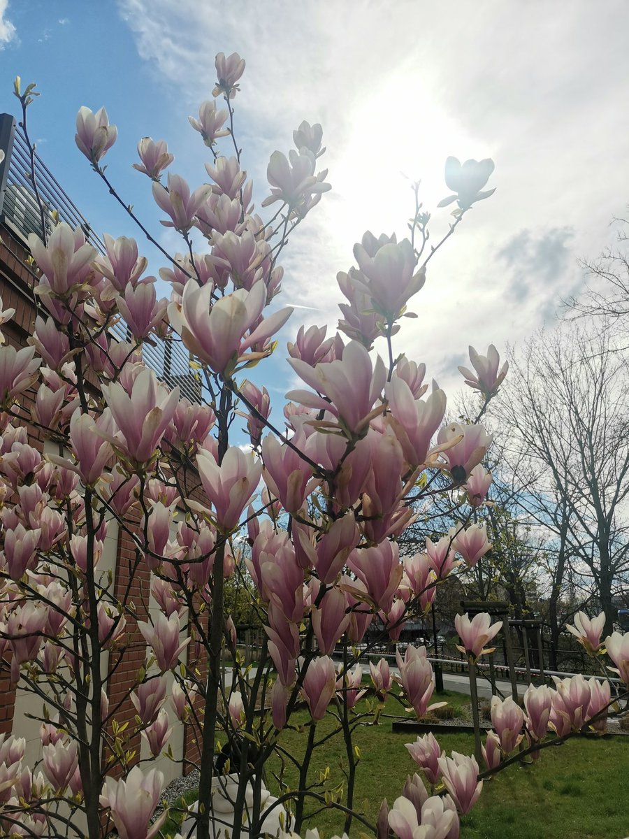 AardvarkMax's tweet photo. Spring in da city https://t.co/ghsCAlBGqB