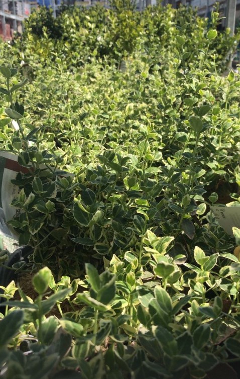 HomeDepot7233's tweet photo. Make landscaping for your front or backyard a breeze and start planning your outdoor dรฉcor with our gorgeous greenery. Our #SpringBlackFriday event has what you need to get from do to done. https://t.co/WJQ59xyFLJ