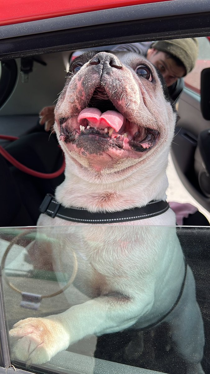 If you see this tweet, quote tweet it with the most recent photo you took of your pet. no cheating.

Boo 🖤