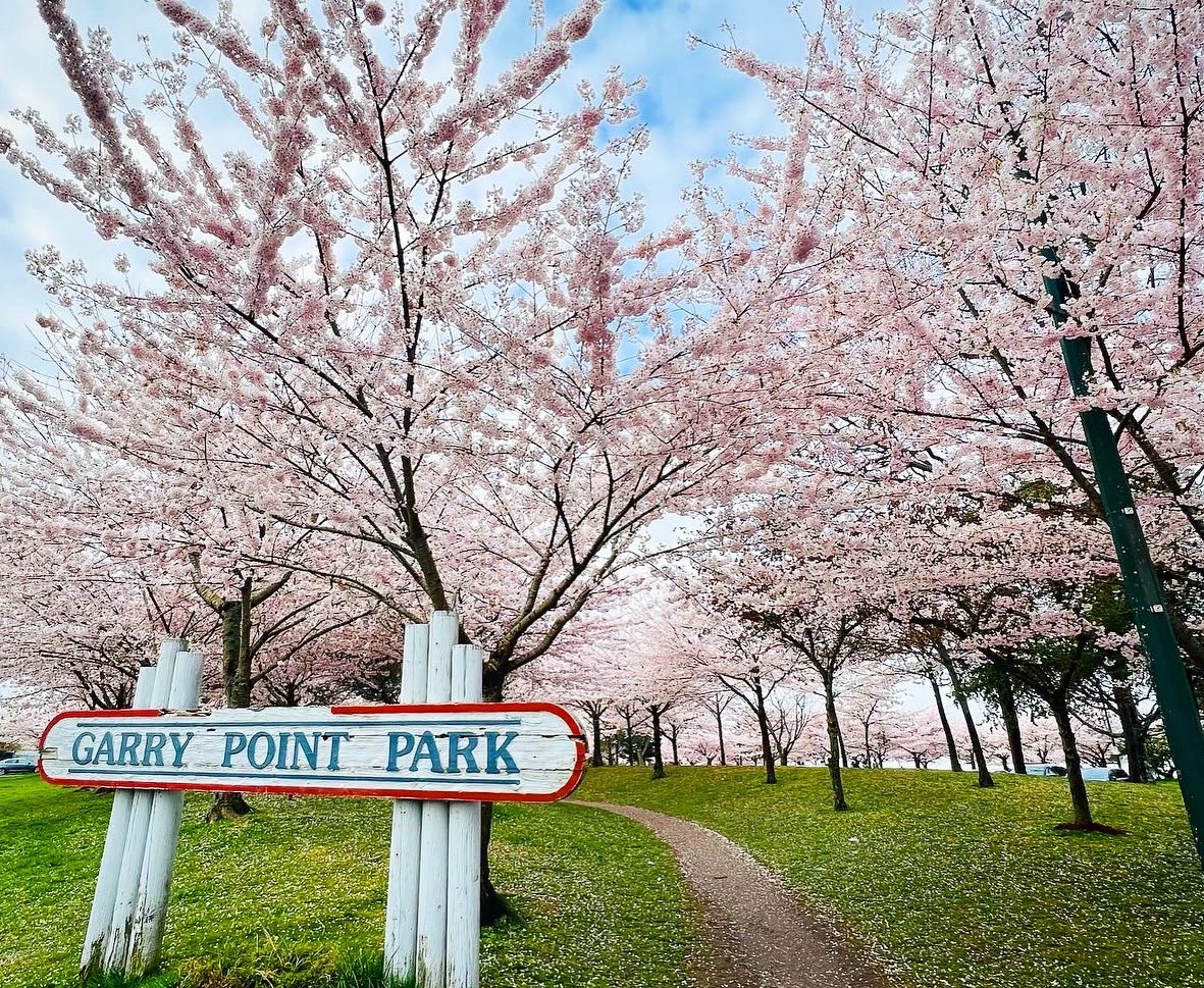 stevestonLife's tweet photo. #Steveston blossom watch. 255 sakura trees at Garry Point Park now in full bloom🌸 Visited April 14 just after 9am, as the crowds started rolling in… best times to visit are early morning and at sunset, and walk or bike in! https://t.co/AcPXwDWdRh