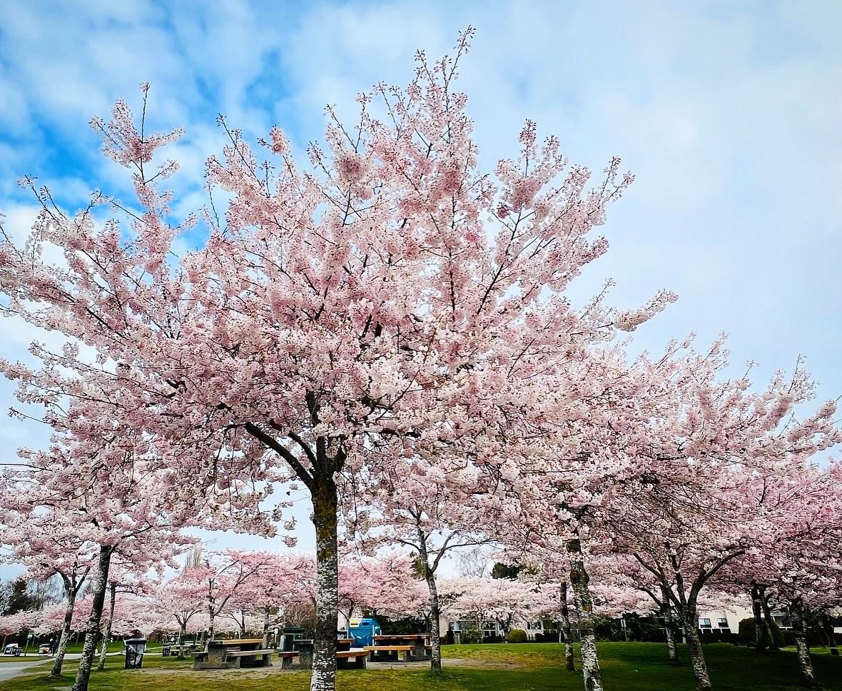 stevestonLife's tweet photo. #Steveston blossom watch. 255 sakura trees at Garry Point Park now in full bloom🌸 Visited April 14 just after 9am, as the crowds started rolling in… best times to visit are early morning and at sunset, and walk or bike in! https://t.co/AcPXwDWdRh