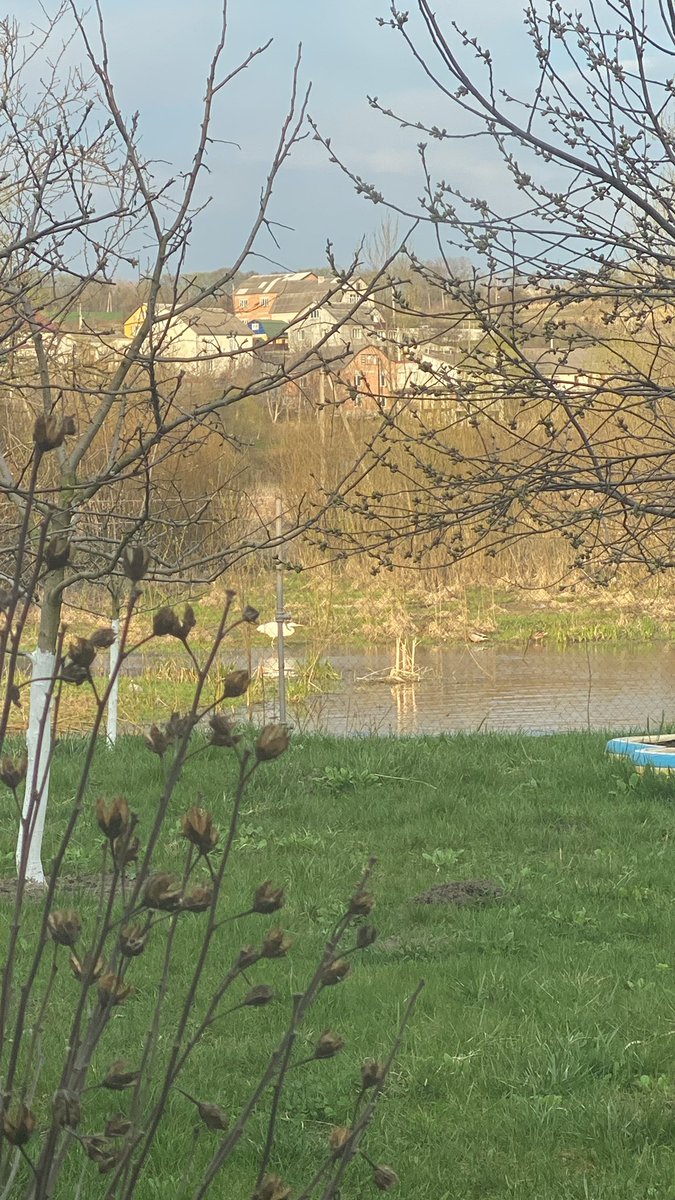 NSoiko's tweet photo. В мого дядька з кухні отакий вид. Це ж рай. А в раю он чапля і дикі качки. Ще там завжди є лебеді і лелеки (бузьки в нас). Обожнюю це місце. https://t.co/RkPWcGo6d8