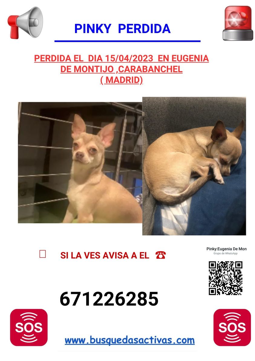 ⭕️DIFUSION EXTERNA
#madrid
PINKY #Chihuahua #perdida en #Carabanchel,zona #eugeniademontijo
#perroperdidomadrid #ayuda #AyudanosACompartir #madrileños
#madridcity #madridmemola