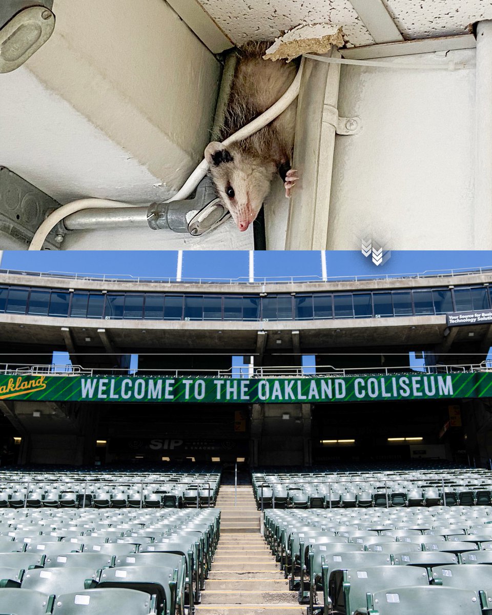 FOS's tweet photo. MLB teams visiting the Oakland A's have been unable to use the visiting broadcast booth.

A possum is "living inside its walls", and has been since last season. https://t.co/0x60DKf3Wc