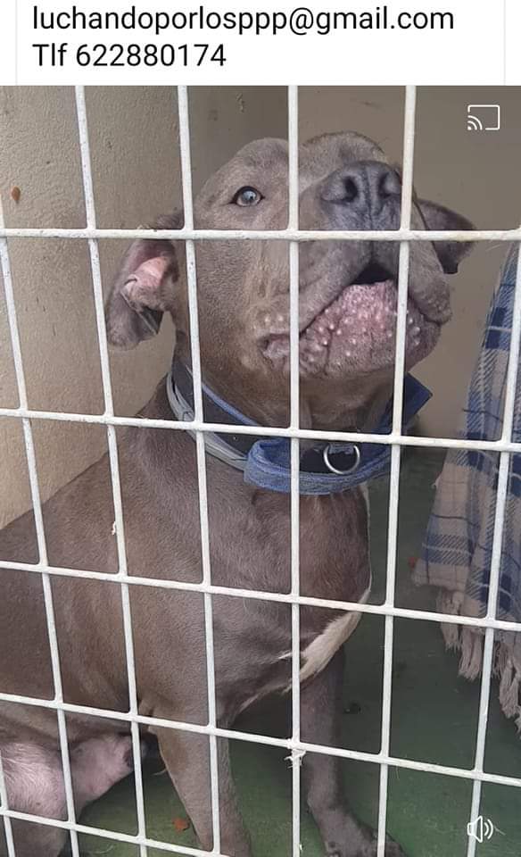 Aulla desesperado y sin que nadie oiga sus lamentos 😢
Ron no entiende por qué está en una jaula siendo tan bueno y tan noble, que nadie quiera darle un hogar, su corazón está roto, no le queda ni esperanza 😢 💔
Segovia
luchandoporlosppp@gmail.com