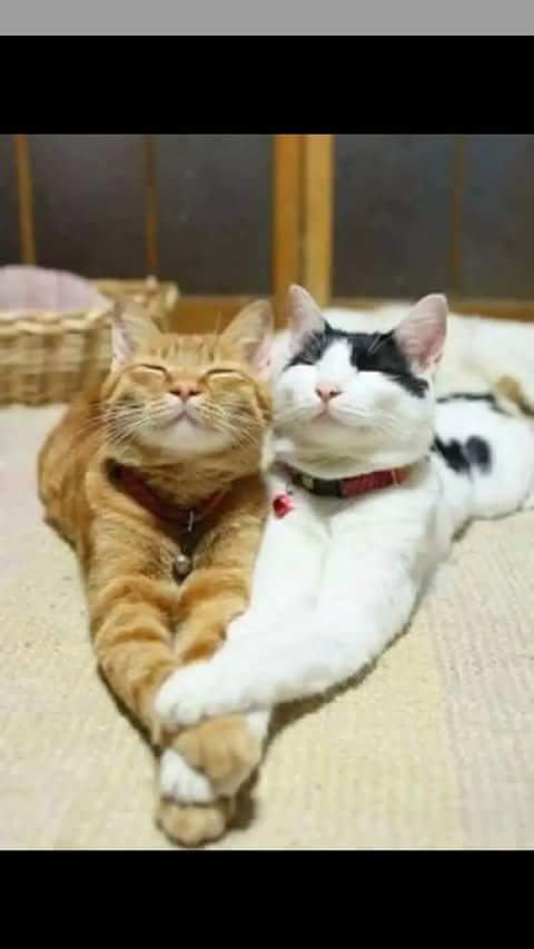 Now, hold paws 🐾.