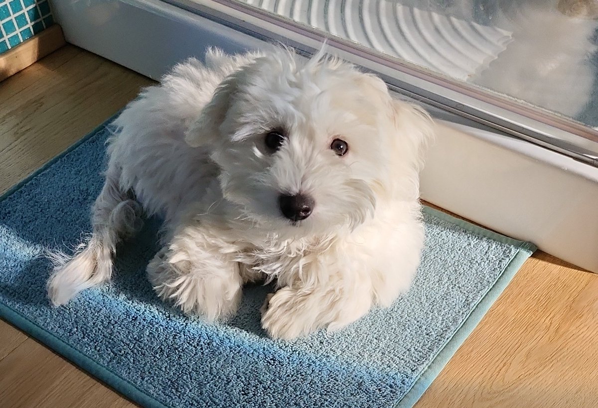 Frances53748074's tweet photo. @DgSilvia Maltese, tutta la vita. Certo... devi prepararti ad avere un cane ombra che ti segue OVUNQUE https://t.co/WSXxKoilfB
