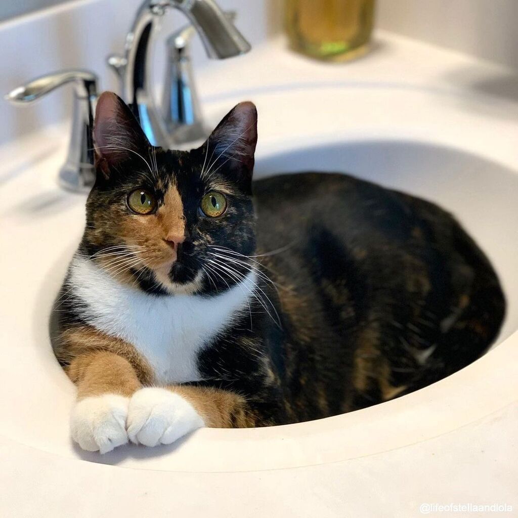 KitNipBox's tweet photo. When your apartment comes with a built-in cat bed. 🚰 #Sweet #KitNipBox 

[via Instagram | @lifeofstellaandlola] https://t.co/0LRORkdAKs https://t.co/r7aJqOPmRP