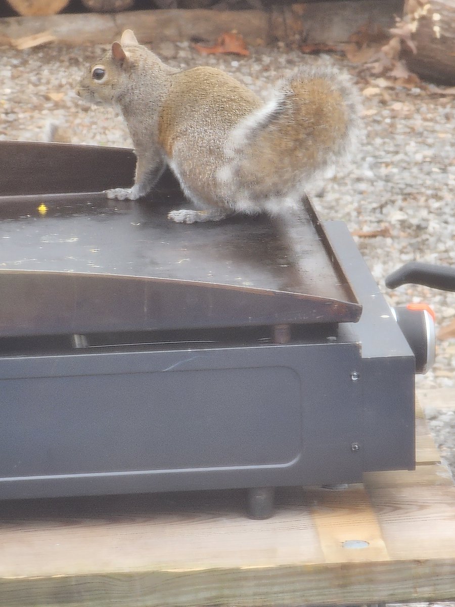 This gives new meaning of farm to table. A squirrel at Energy Lake Campground was trying to find a good place to chill, someone should let it know this might not be the best idea. #mylbladventure Photo by: Randy Felt, RA at Energy Lake Campground