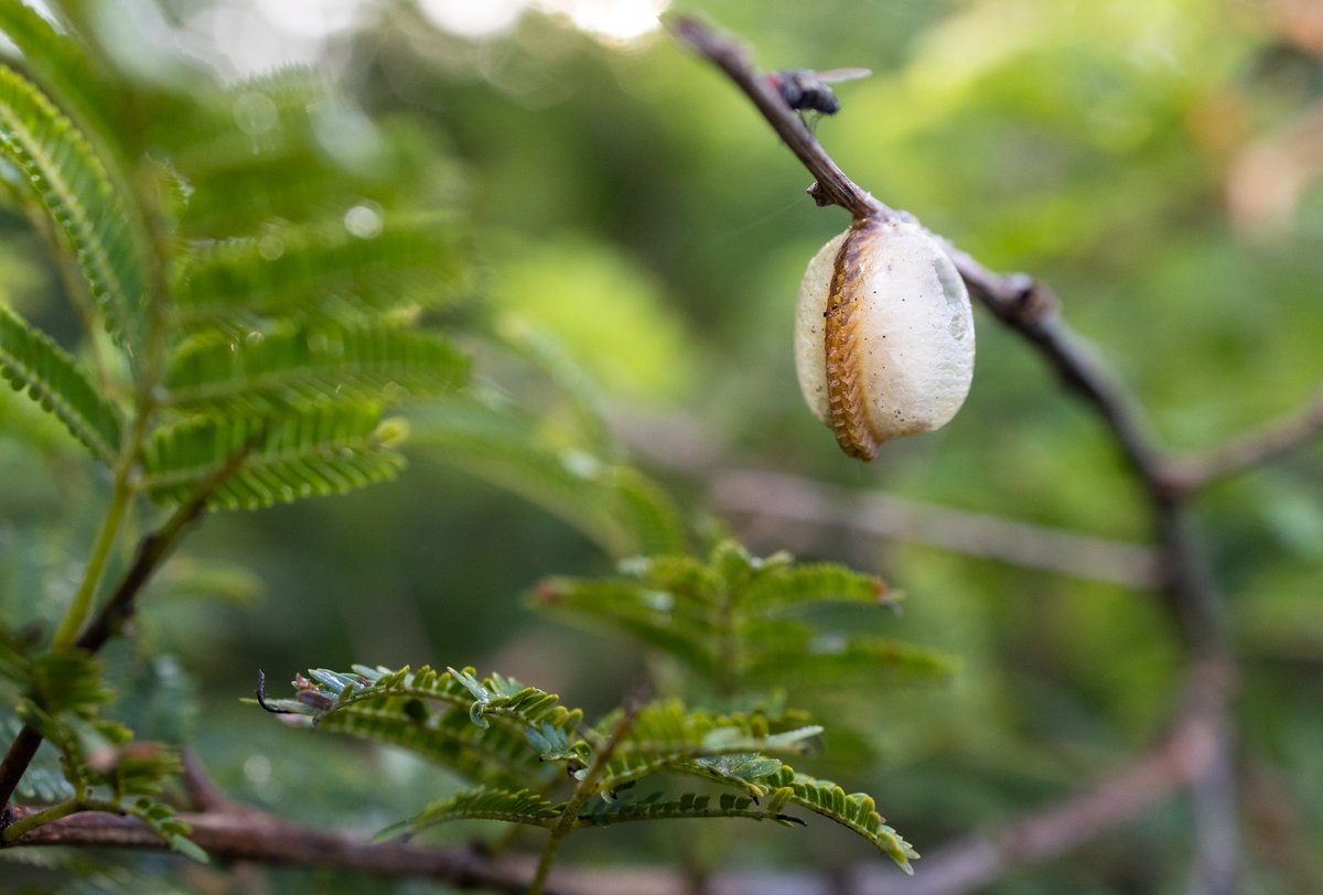 wildtomorrow's tweet photo. So much to learn when walking in nature. The egg sack of mantises is called an 'ootheca' - the outer shell is hardened to protect the eggs inside &amp; it balances the level of moisture internally by varying its porosity. Nature truly is remarkable.

 #wildtomorrow #naturefacts https://t.co/JO9CbMvP9m