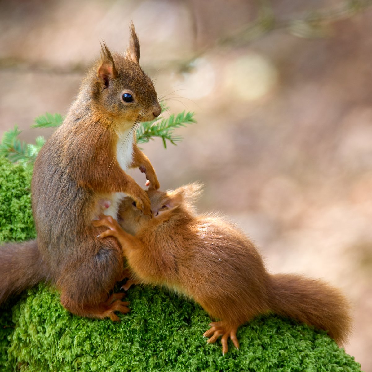 Cuteness overload! These adorable shots of a red squirrel feeding her kit were taken at Allan Bank in the Lake District. Do you remember the first time you saw a red squirrel? Photos: Arthur Jackson #SaveOurWildIsles