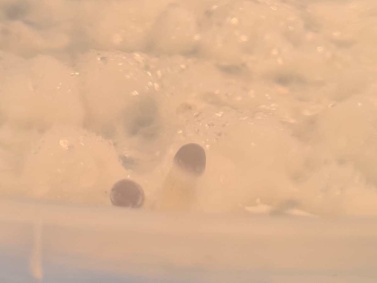 elconejo420's tweet image. Después de una larga espera.... aparecen los primeros primordios #melmac #psilocybin