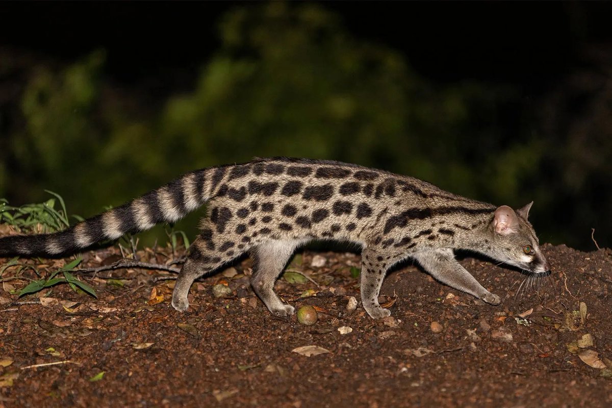 Me coded animals (other than the obvious) New Mexico whiptail, coastal wolf, thylacine, and genet