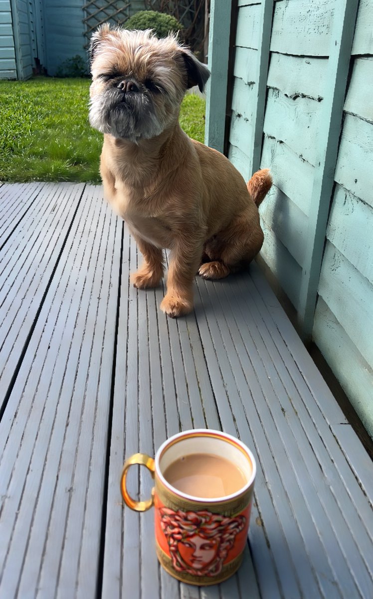 JoeBe_Fresh's tweet image. Just little DiDi out getting some sunshine rays!!! 🐾