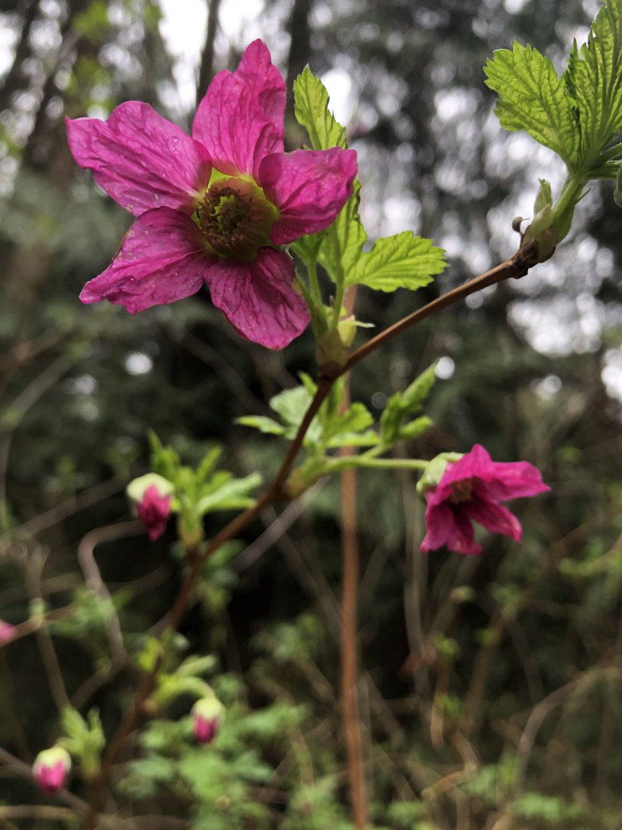 The forest is in bloom…salmonberry brambles.  #beHappy #SpringFinally