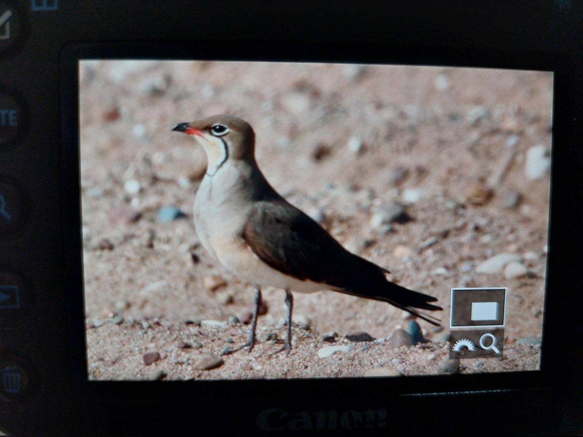 @birdsaroundcy @OreillyReilly2 2 gorgeous collared pratincoles at Mandria Beach, Cyprus today photographed using car as a hide by @DickCoombes with @TonyCulley