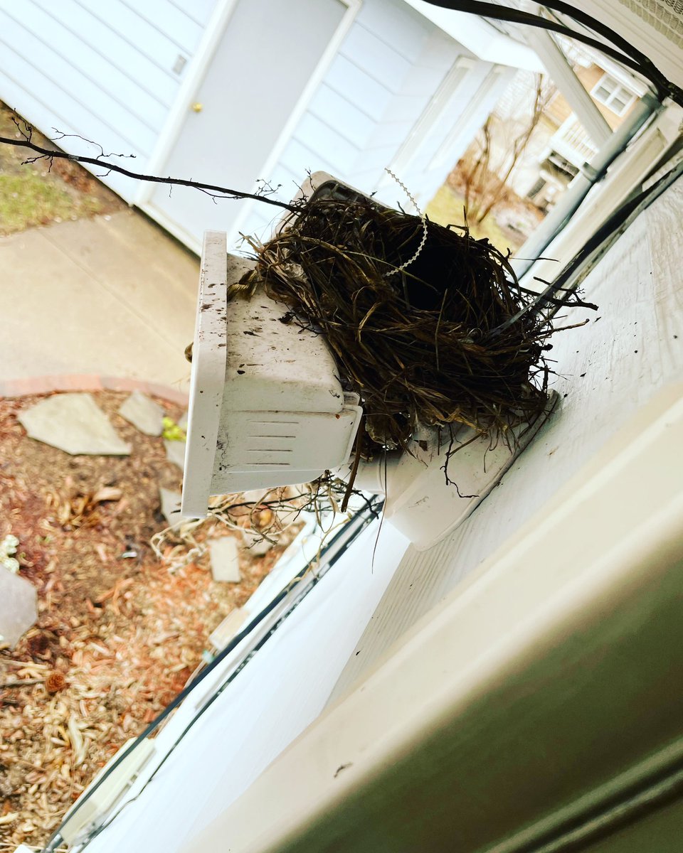 ABuckvold's tweet image. Let’s face it, she works quick.

#nesting 💕
#quickwork #worksquick #mamabird