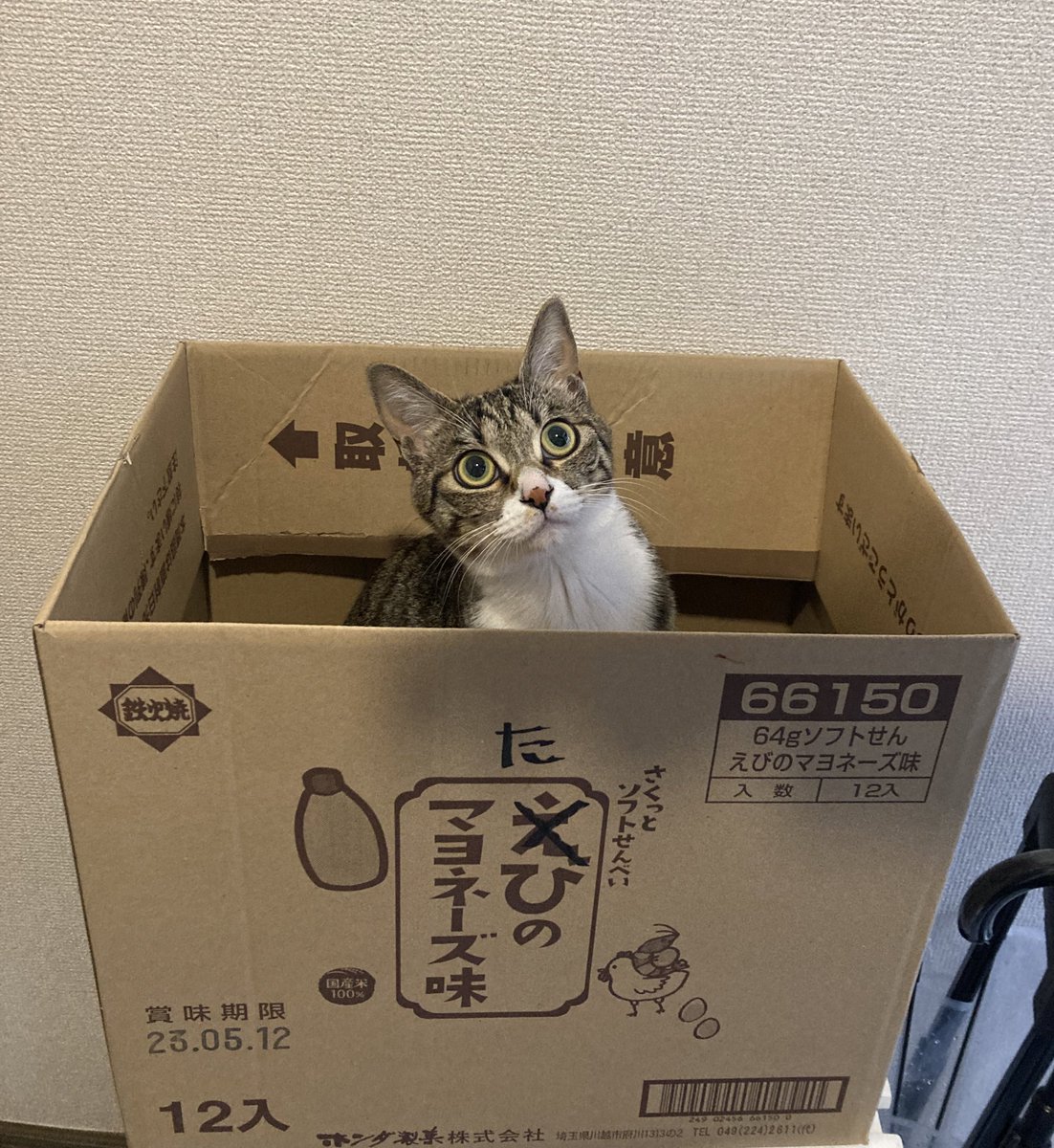 おはねこ
おはにゃんこ！

「たび」のマヨネーズ味✨️
※食べられません！ https://t.co/SoghifetZh