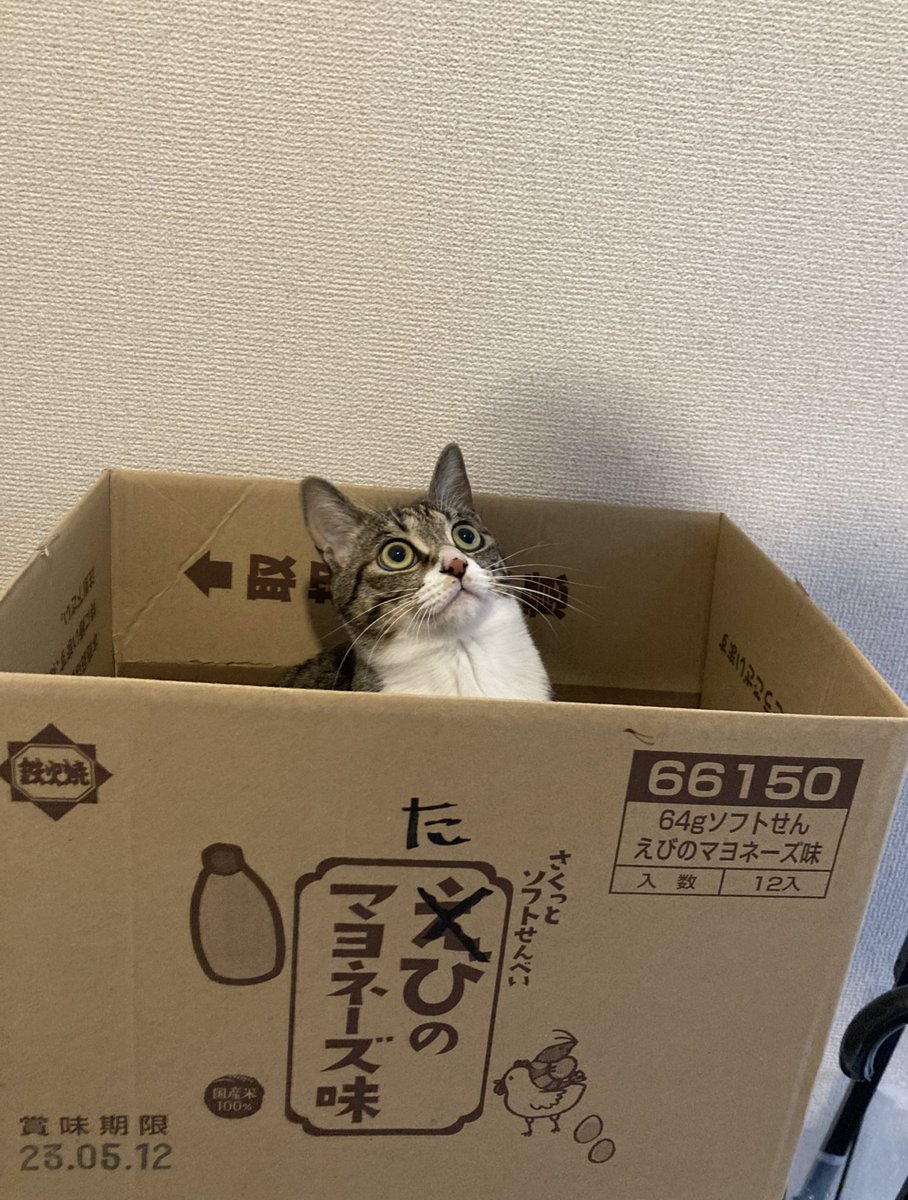 おはねこ
おはにゃんこ！

「たび」のマヨネーズ味✨️
※食べられません！ https://t.co/SoghifetZh