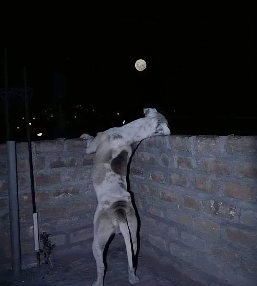 no somos los únicos que admiramos la luna