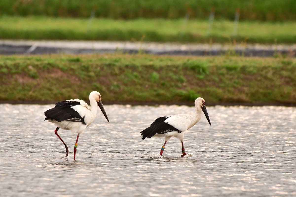 s7t73pf71's tweet photo. 今日も
#コウノトリ #野鳥 #bird #wildlife #j0229 #j0231 #j0358 #j0503 https://t.co/J86yOP583z