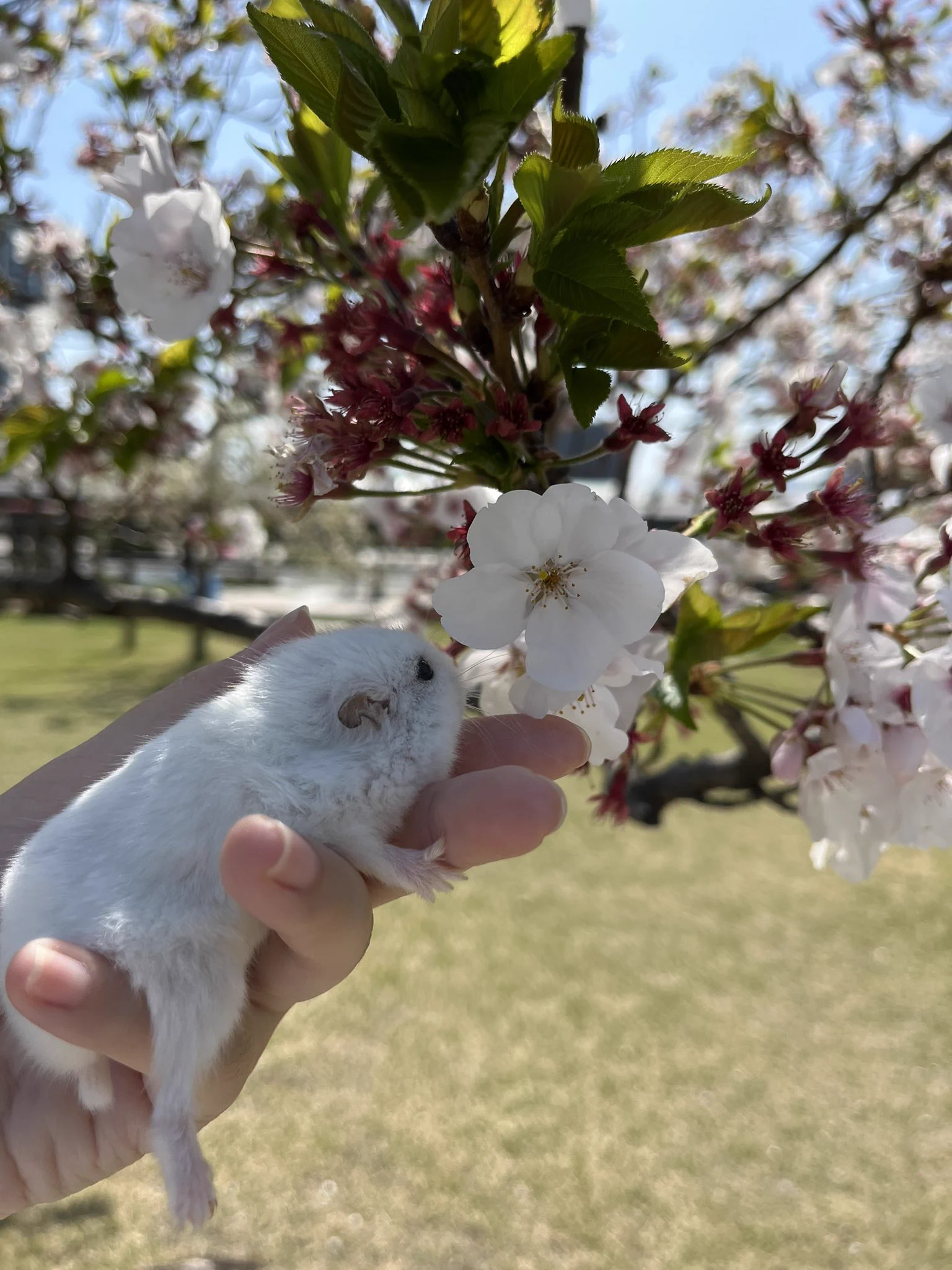 @yuhachi_hamster あんよを立ててこないタイプもいます。😊
動物病院の帰りです 