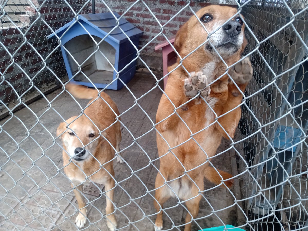 prensaanimal4's tweet photo. #ADM
#AdoptaNoCompres
 300 perritos en refugio San Gregorio en @TlalpanAl #Ajusco 
#adoptable 
Conócelos #FOTOS
Ellos necesitan un hogar
#consulta https://t.co/TWDrylIHjZ
@ganadorcroqueta
@mininoplus
@fulllifemx
@fulltrustmx
#DejandoHuellaADM https://t.co/N0igYzphK6