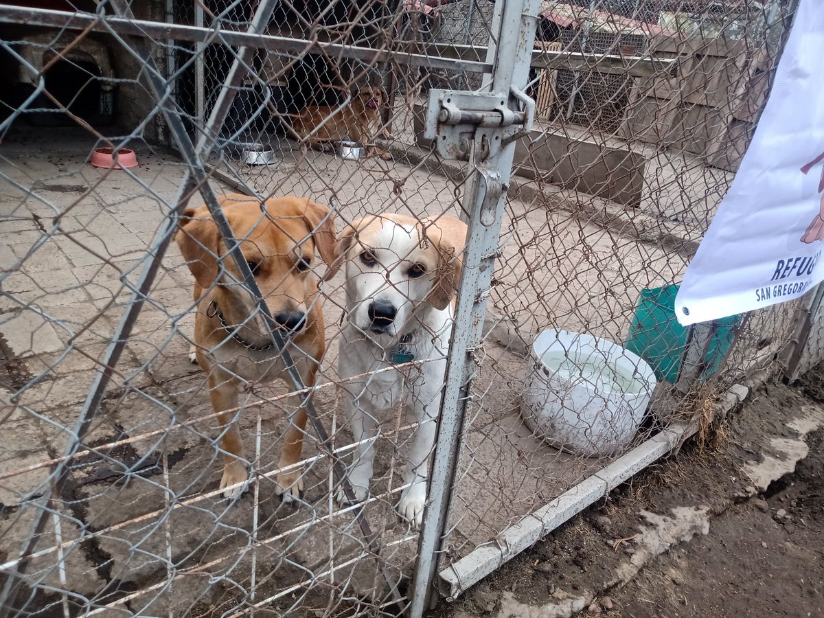 #ADM
#AdoptaNoCompres
 300 perritos en refugio San Gregorio en <a href="/TlalpanAl/">Alcaldía Tlalpan</a> #Ajusco 
#adoptable 
Conócelos #FOTOS
Ellos necesitan un hogar
#consulta prensaanimal.com
<a href="/ganadorcroqueta/">Ganador Croqueta</a>
<a href="/mininoplus/">Minino Plus®</a>
@fulllifemx
<a href="/fulltrustmx/">FullTrust</a>
#DejandoHuellaADM
