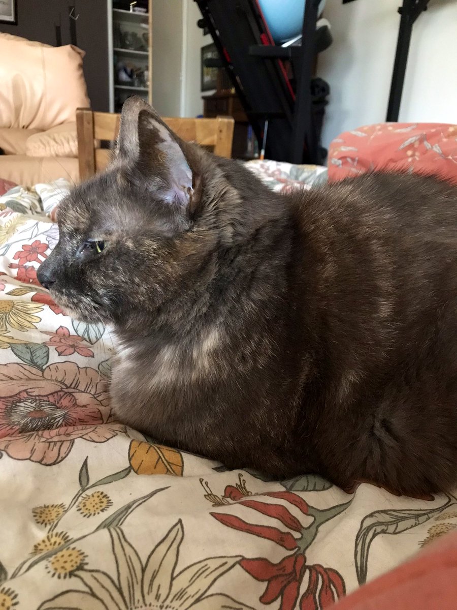 leafy_wild's tweet photo. Moldy Bread again. She’s chunky and funky. But also a little sour looking.
#cats #CatsOfTwitter #cuteanimals #Cat #cutecats #catsandsoup https://t.co/DPqrt0NM4P