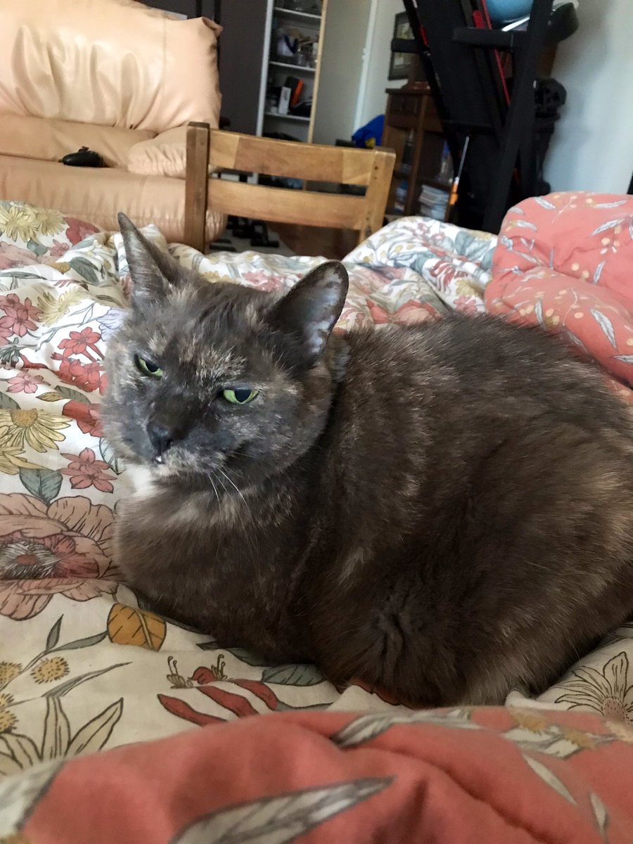 leafy_wild's tweet photo. Moldy Bread again. She’s chunky and funky. But also a little sour looking.
#cats #CatsOfTwitter #cuteanimals #Cat #cutecats #catsandsoup https://t.co/DPqrt0NM4P