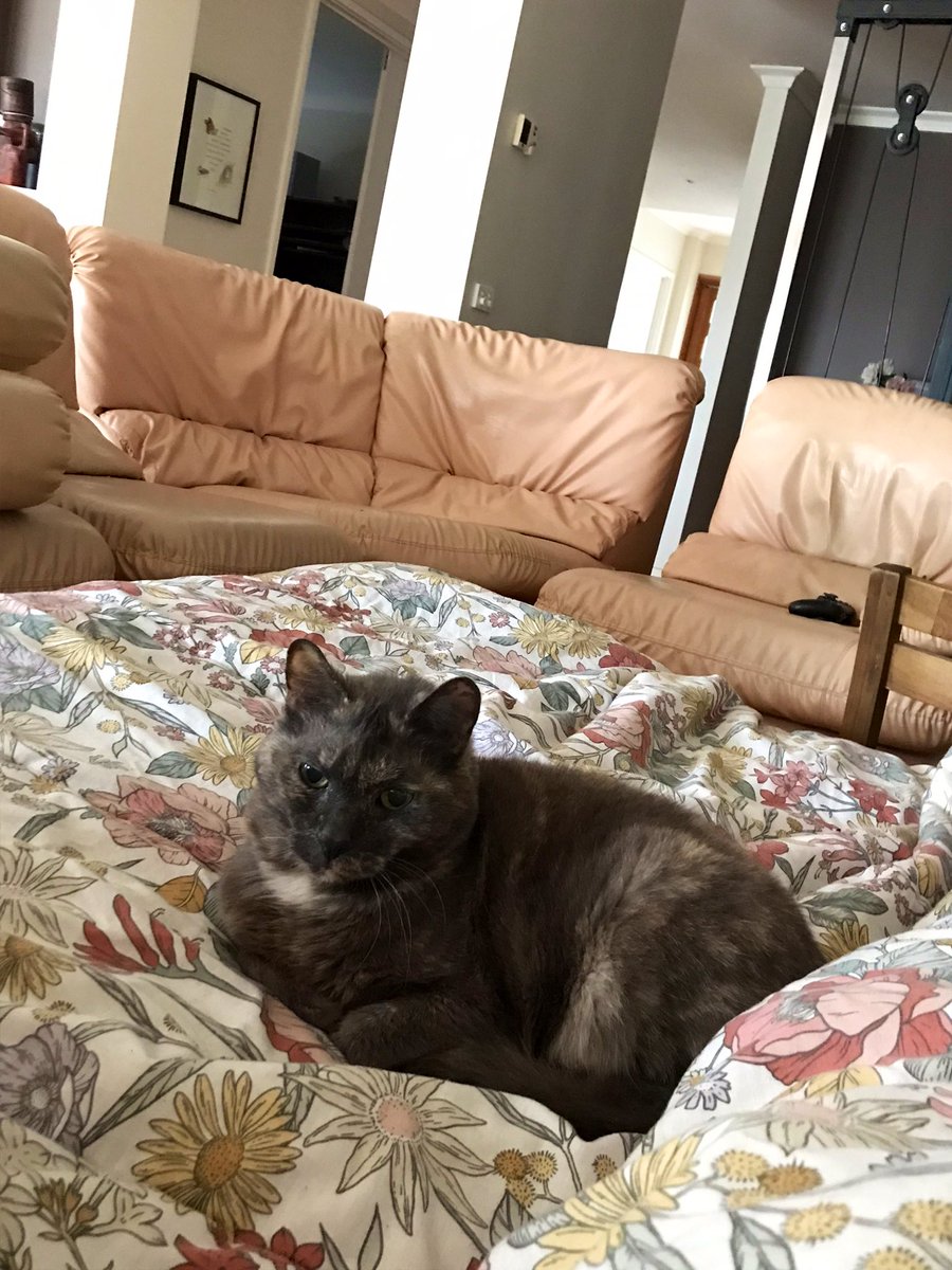 leafy_wild's tweet photo. Moldy Bread again. She’s chunky and funky. But also a little sour looking.
#cats #CatsOfTwitter #cuteanimals #Cat #cutecats #catsandsoup https://t.co/DPqrt0NM4P