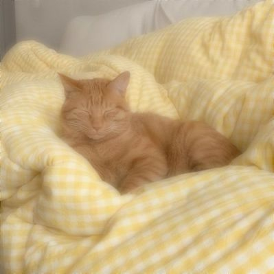 wisprei's tweet photo. ☀ layout change ☀
im kaii! lf interactive eng/filo #moots!! (ˆ⌣ˆ) 

not new to #stantwt &amp; #kpoptwt     

• lf mainly moa, fearnot, bunnie, once, orbit, dive, p1ece, nctzen &amp; stay, any fandom'll do tho!!   
• any prns, canadian, intp

  ♡ / ↻ to be mutuals/spread, ty!! https://t.co/uF1ThNhQYc