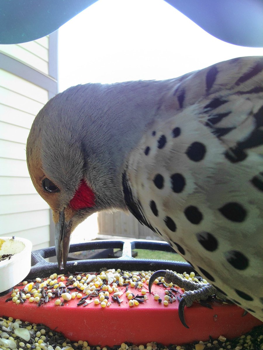 Bookwyrmme's tweet photo. Mr flicker getting a snack. 
#birdbuddy https://t.co/5YpvLhbmi1
