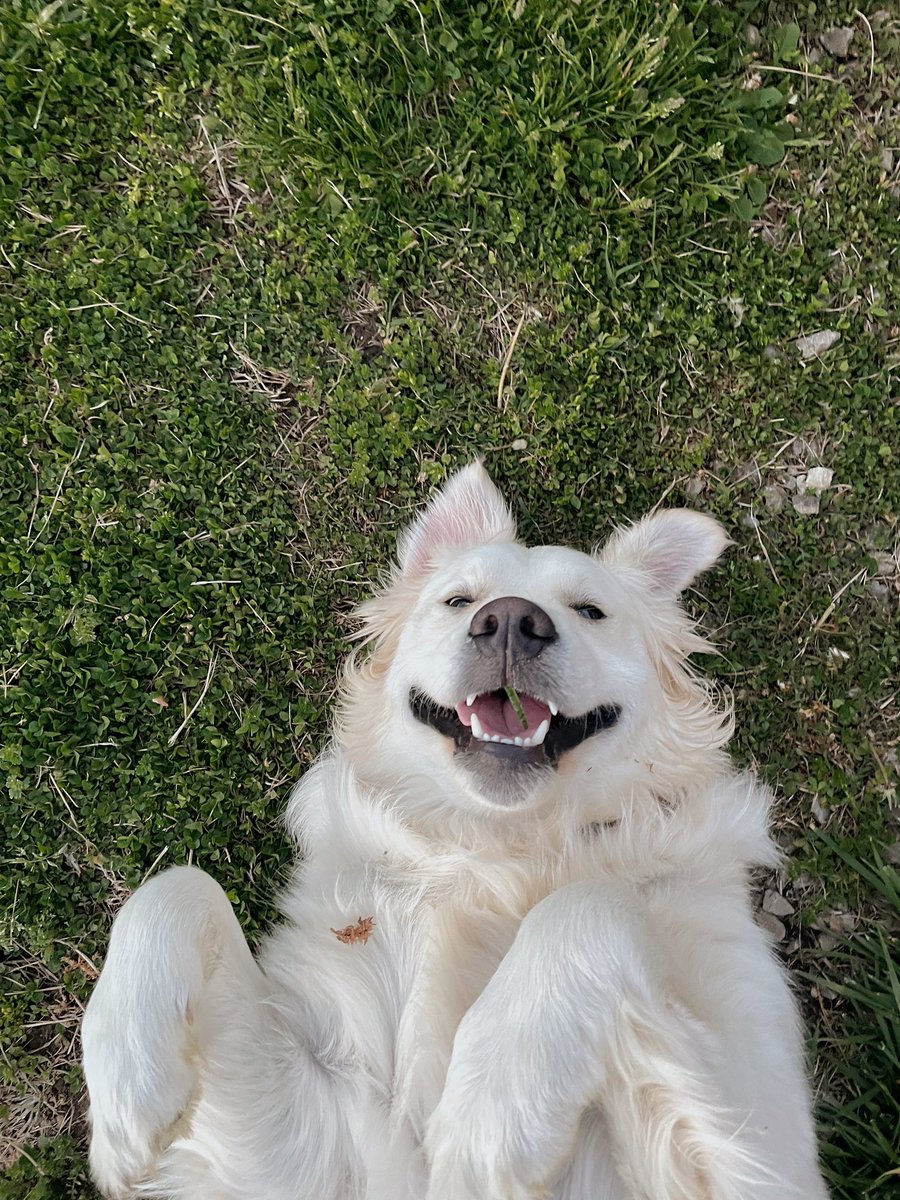 Dogs always make sad times better 🤍 #cnusocialmedia