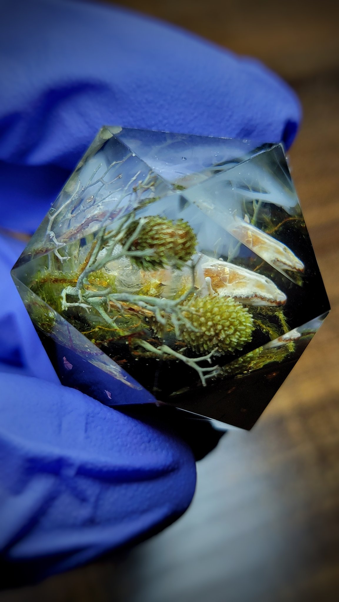 Dice Dumpling (dicedumpling) / Twitter