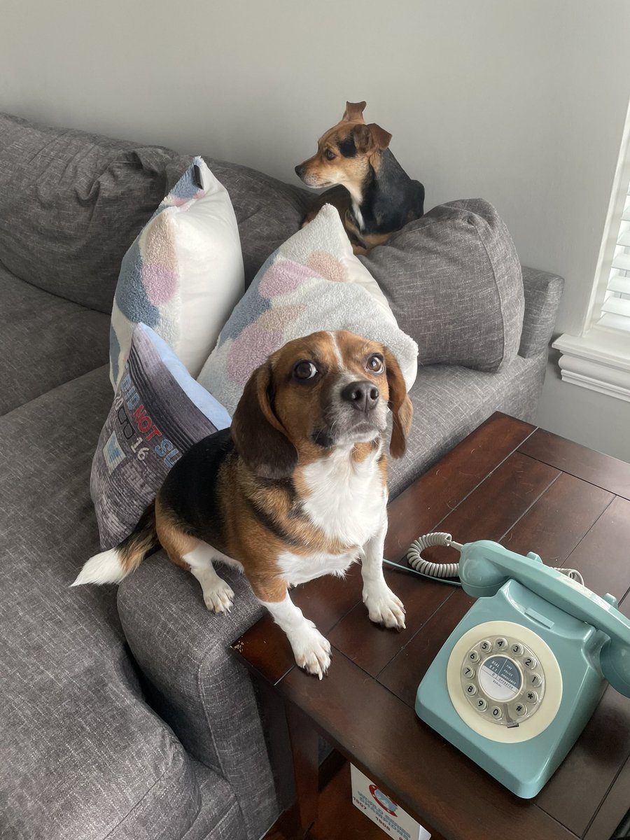 TrapperTweet's tweet photo. I got in trouble today.  I told my humans Radar was the one who bit the table.  They didn’t believe me for some reason.  #trappertweets #dogsoftwitter #dogs #Mischievous https://t.co/EQqhy2qeWB