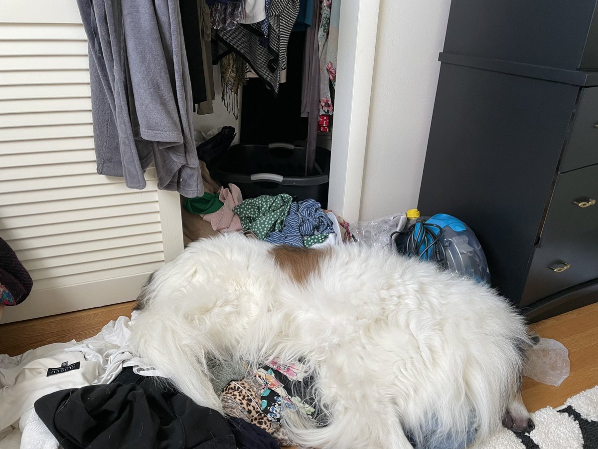 jennspiller's tweet photo. @WendySparrow Asleep in a pile of laundry… https://t.co/kYFOMXk0GG