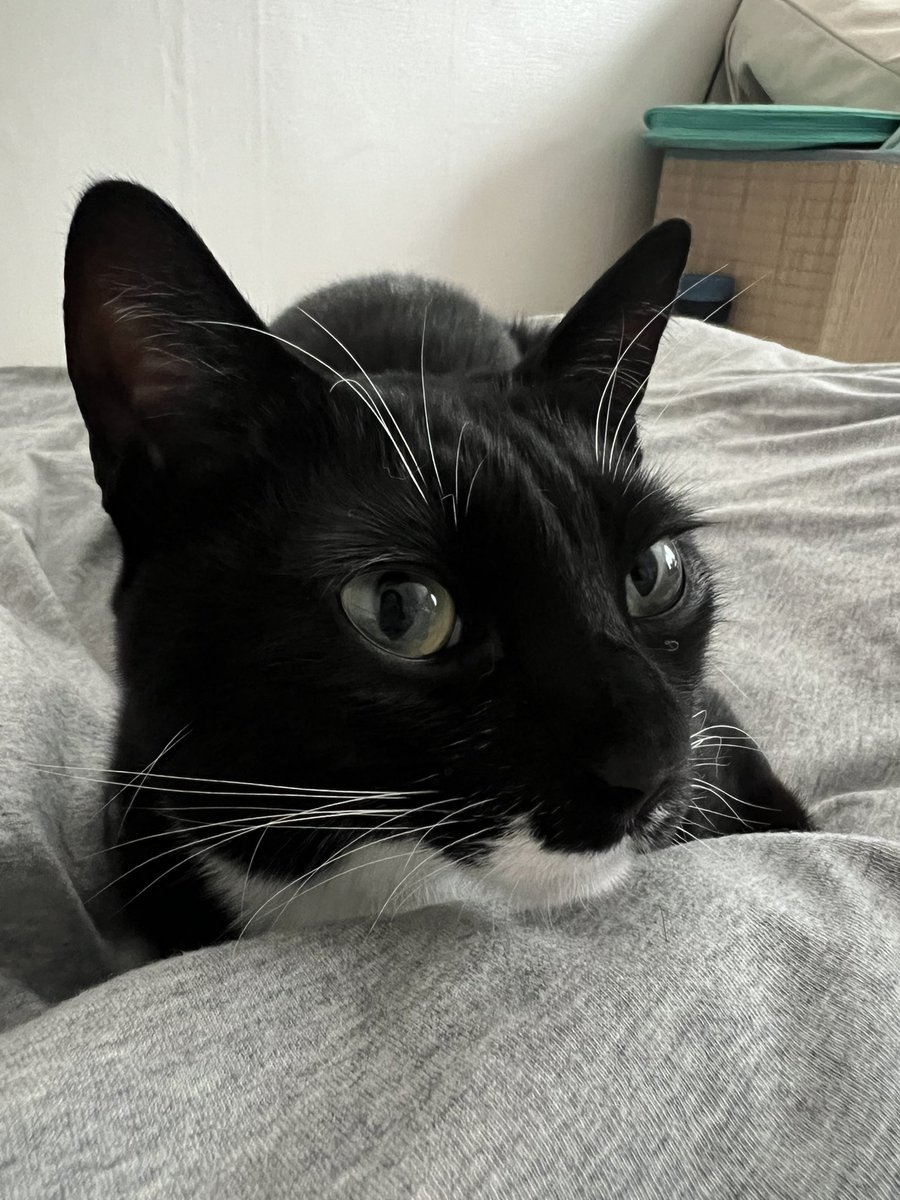 ollyonecat's tweet photo. https://t.co/pnpQ8M8tBj