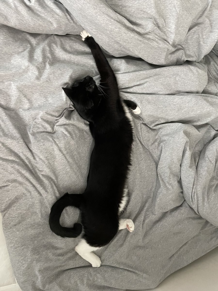 ollyonecat's tweet photo. https://t.co/pnpQ8M8tBj