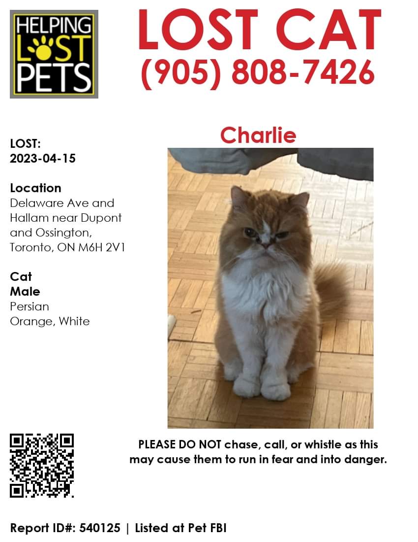 Lost Cat Dupont &amp; Ossington/ Delaware &amp; Hallam
Let's see if we can get Charlie found!