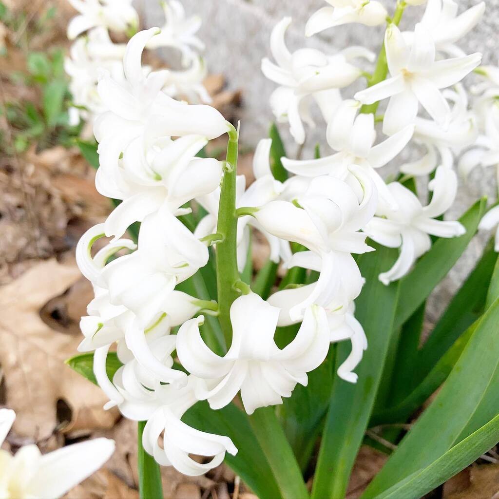 adropofom's tweet image. Life blooming. #Springlove instagr.am/p/CrESmufLjp3/