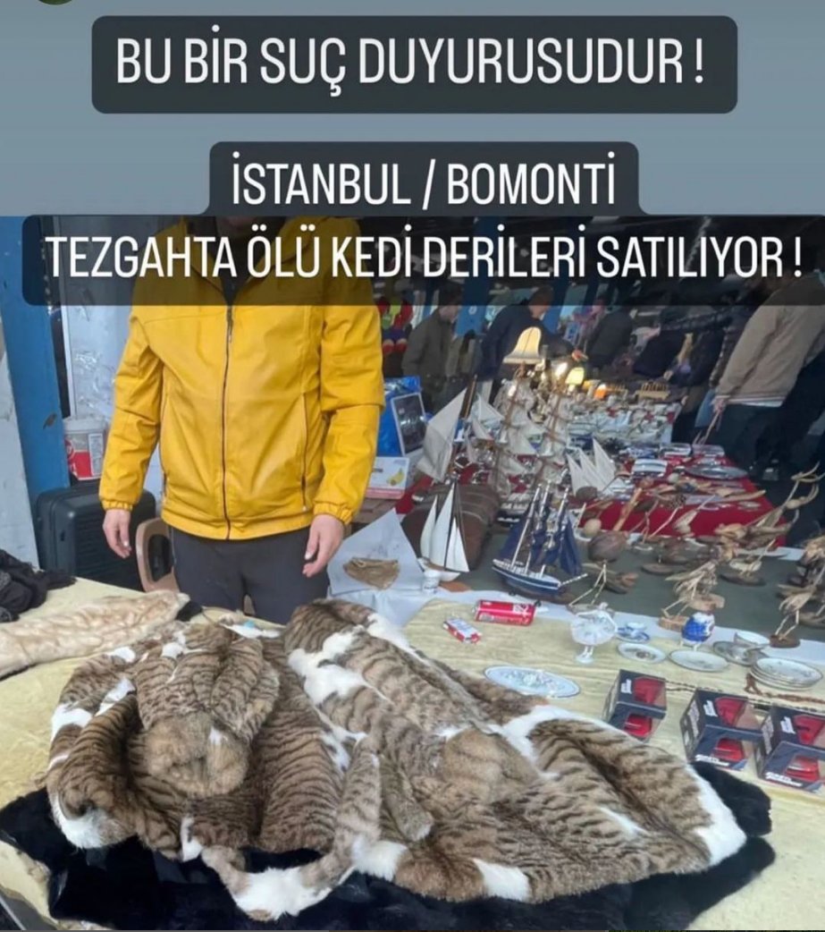 Şişli/Bomonti Antika Pazarında KEDİ DERİSİ ithalatı yaptığını söyleyip, ithalat fazlası KEDİ KÜRKÜ sattığını ifade eden şahsın tespiti için <a href="/sislibelediyesi/">Şişli Belediyesi</a> <a href="/sislitarimorman/">Şişli İlçe Tarım ve Orman Müdürlüğü</a> ve Şişli Emniyet ile görüştük.
Kurumlarca çalışma yapılacak. <a href="/SisliKaymakam/">Şişli Kaymakamlığı</a>