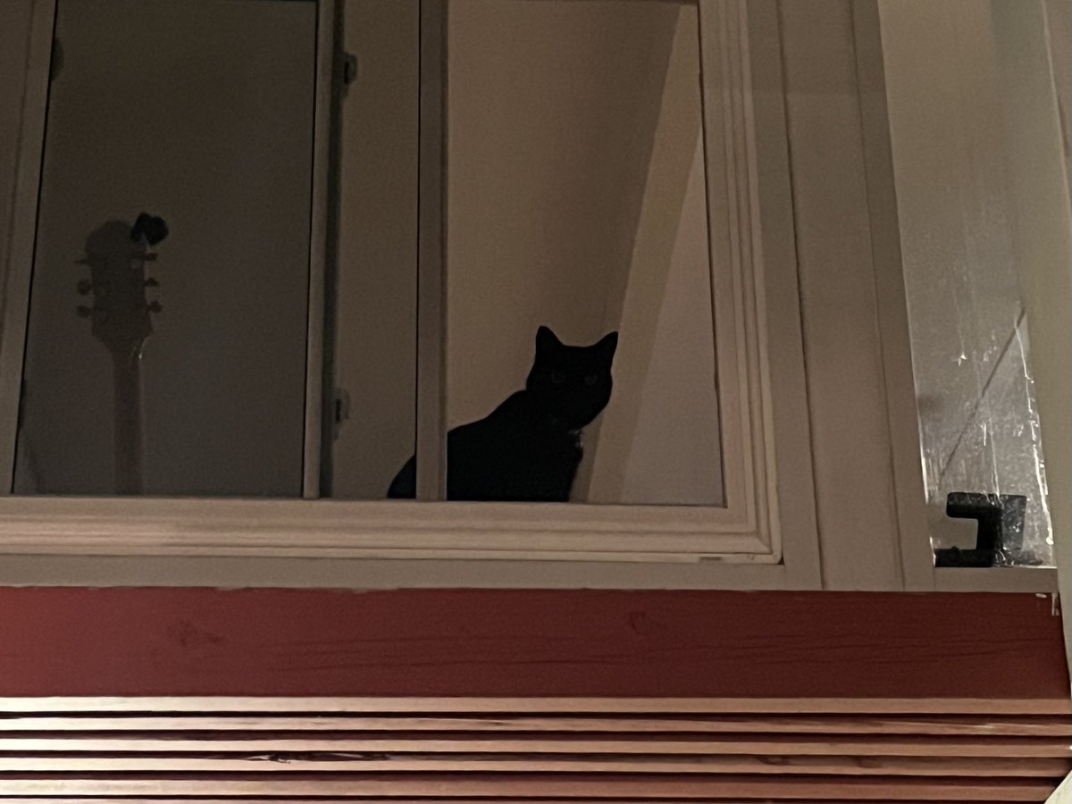 Wolves_Nihilist's tweet photo. Miss Frankenstein, the cat in two dimensions. Height and width. No depth.

#cutoutcat
#2dcat
#caturday https://t.co/H2hOmOnPca